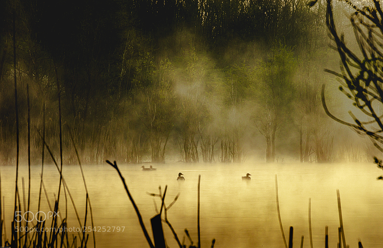 Canon EOS 5DS R sample photo. Ducks and trees in photography
