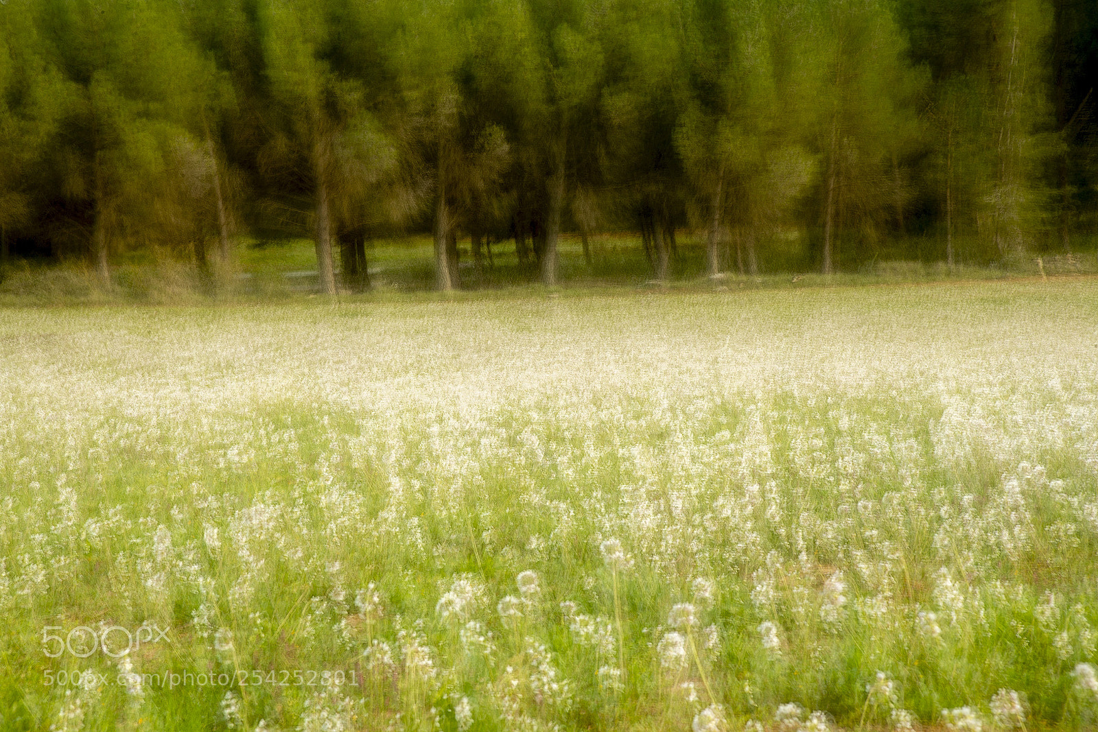 Nikon D610 sample photo. Dreaming of spring, so photography