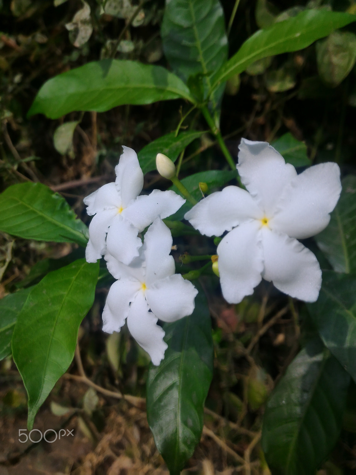ASUS ZenFone 2 (ZE551ML) sample photo. Jpeg photography
