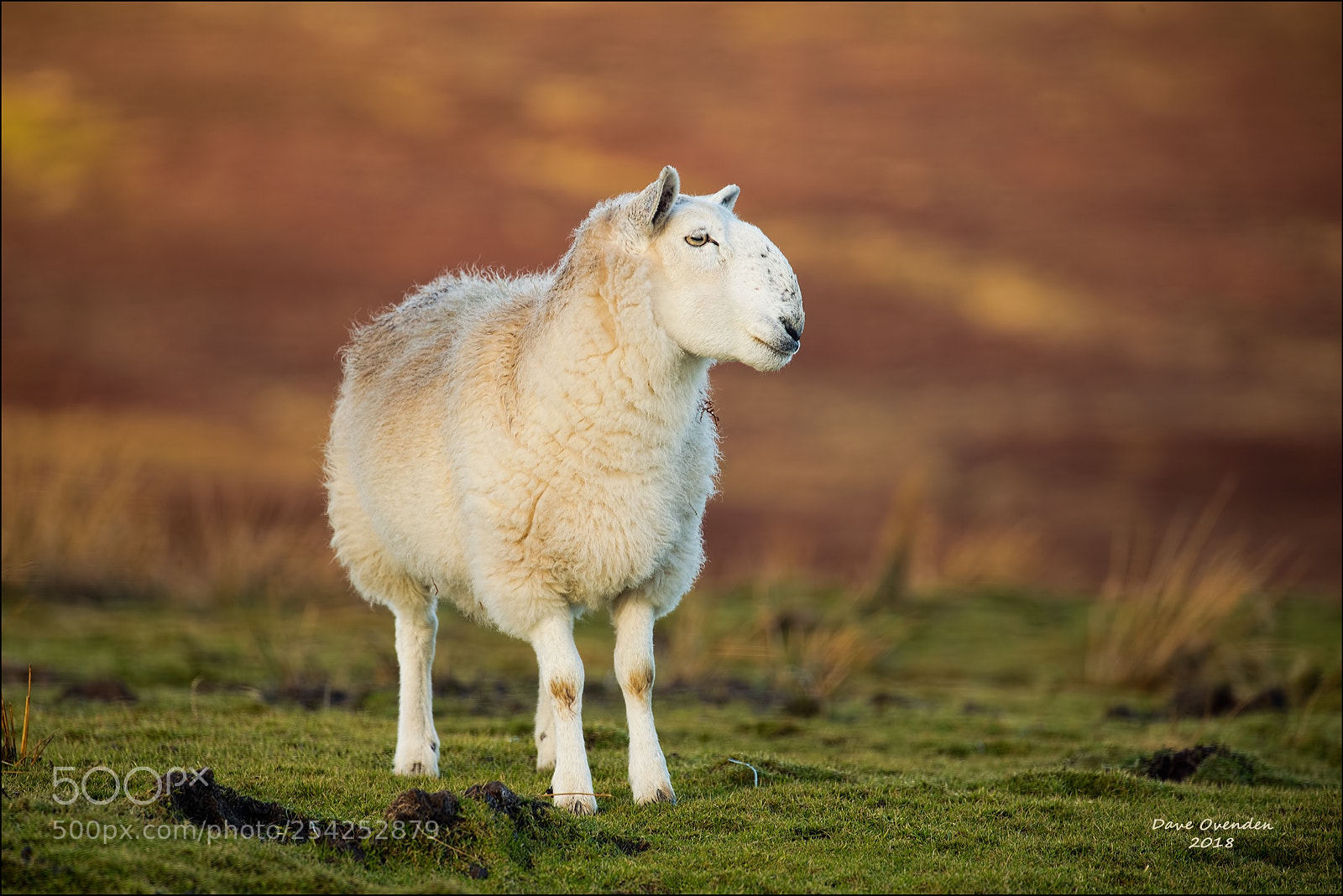 Canon EOS-1D X Mark II sample photo. Sheep photography