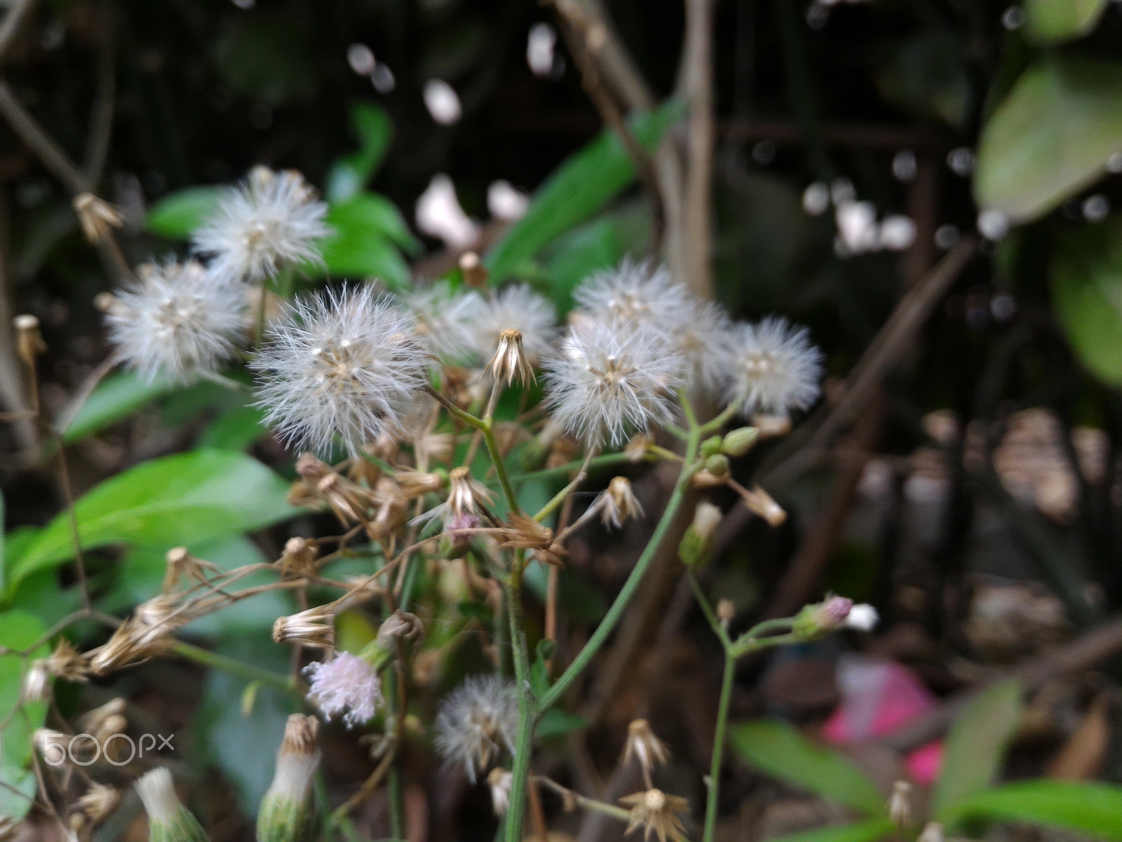 ASUS ZenFone 2 (ZE551ML) sample photo. Jpeg photography