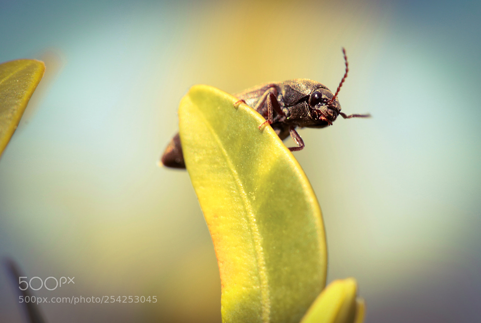 Canon EOS 80D sample photo. Macroaufnahmen photography