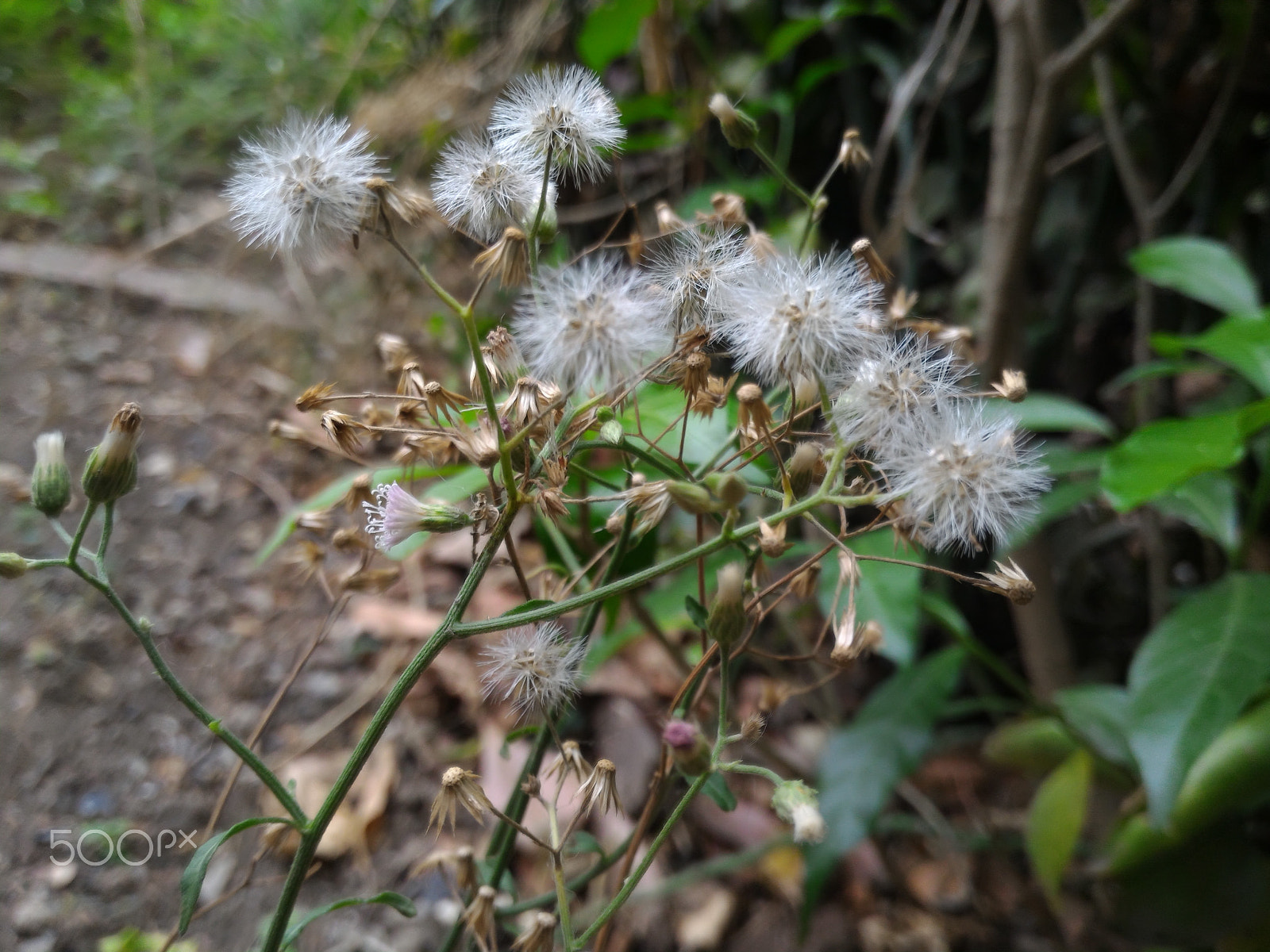ASUS ZenFone 2 (ZE551ML) sample photo. Jpeg photography