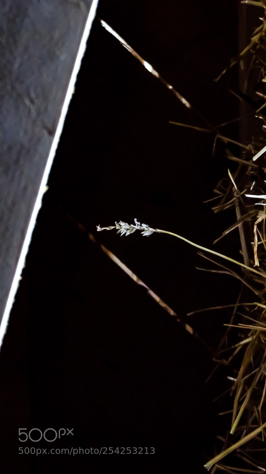 Canon PowerShot SX710 HS sample photo. Composition 6 photography