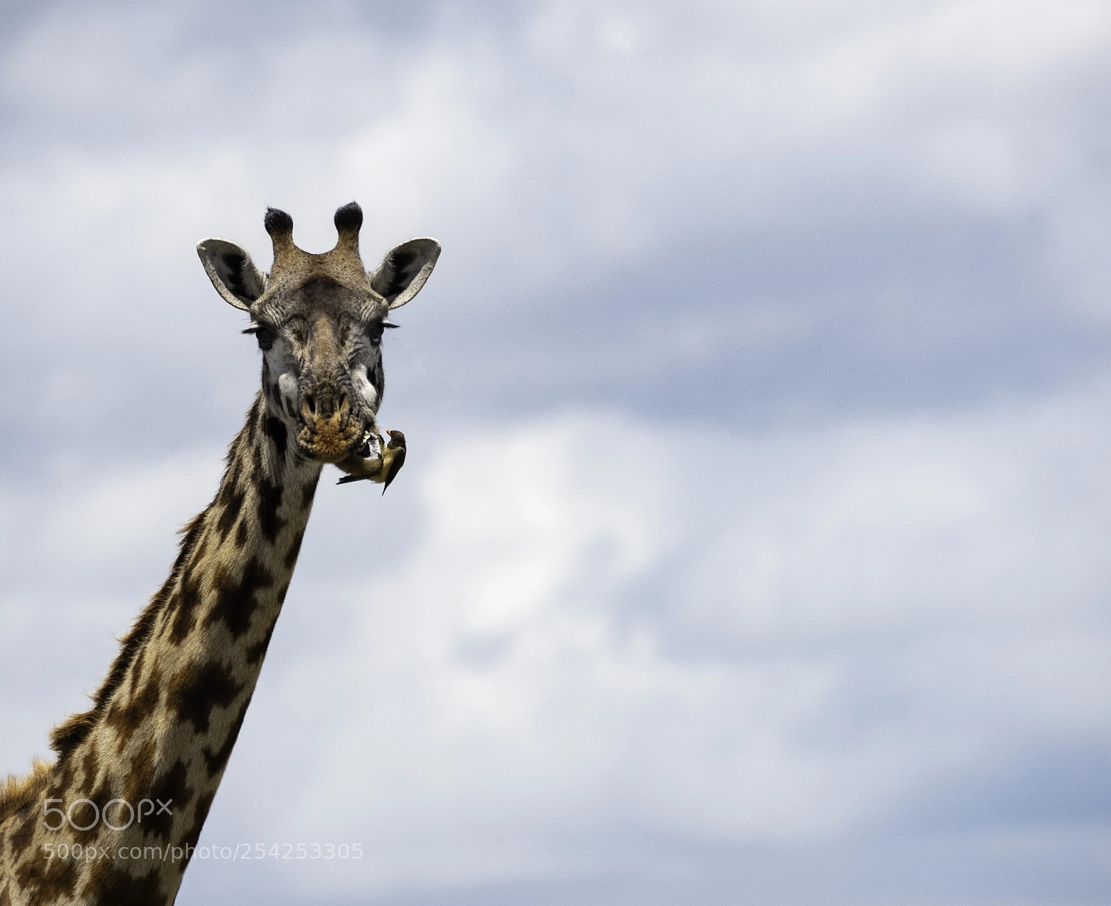 Nikon D810 sample photo. Nature's toothpick photography