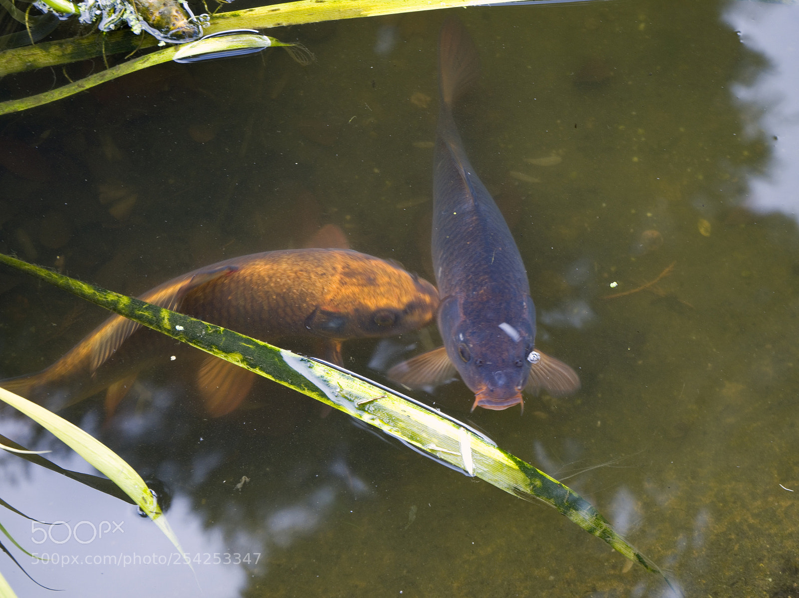 Sony a7 II sample photo. Hungry koi photography