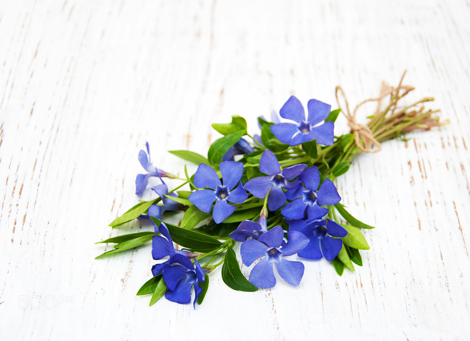 Nikon D90 sample photo. Periwinkle photography