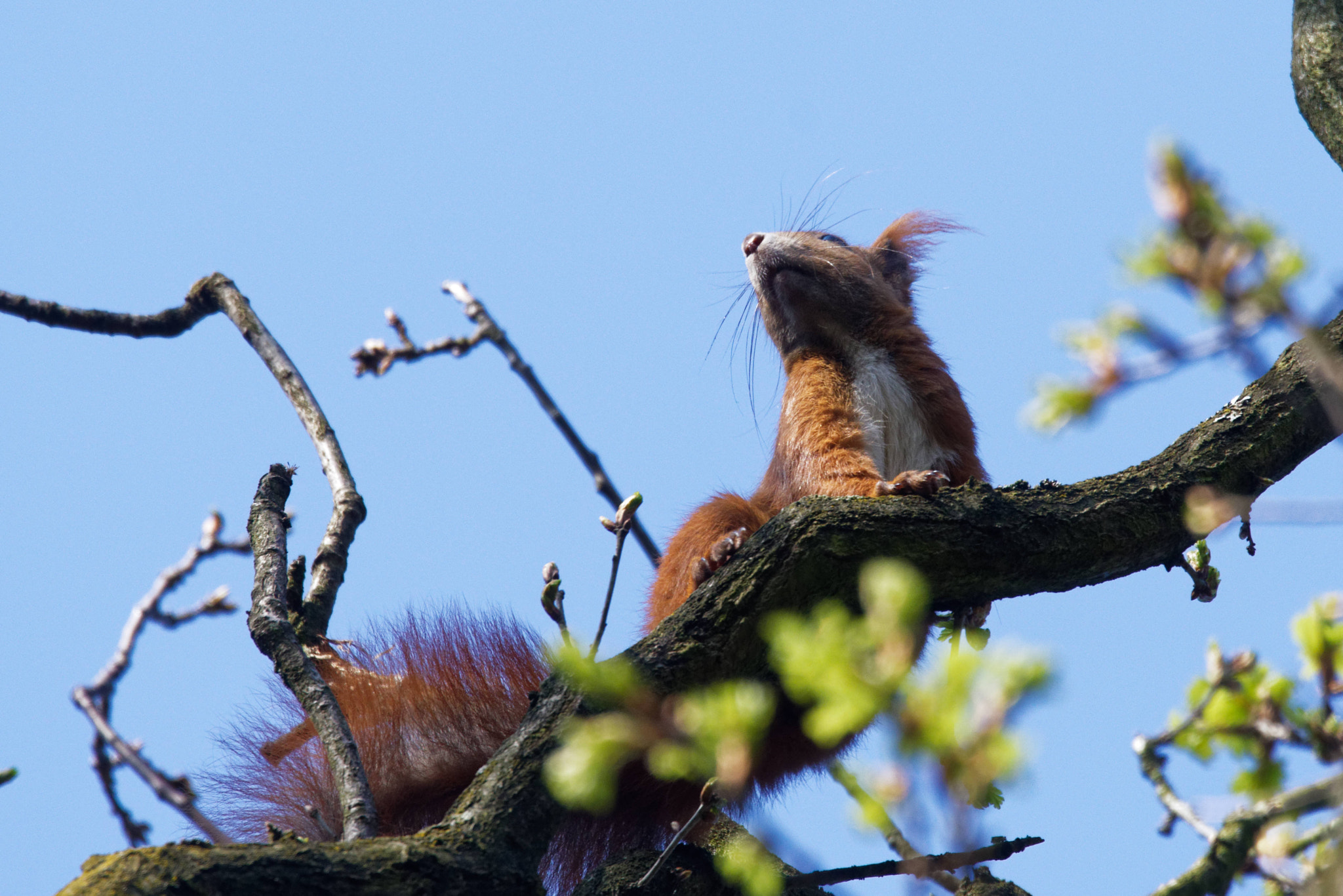 Nikon Nikkor AF-S 300mm F4E PF ED VR sample photo. King of the tree photography