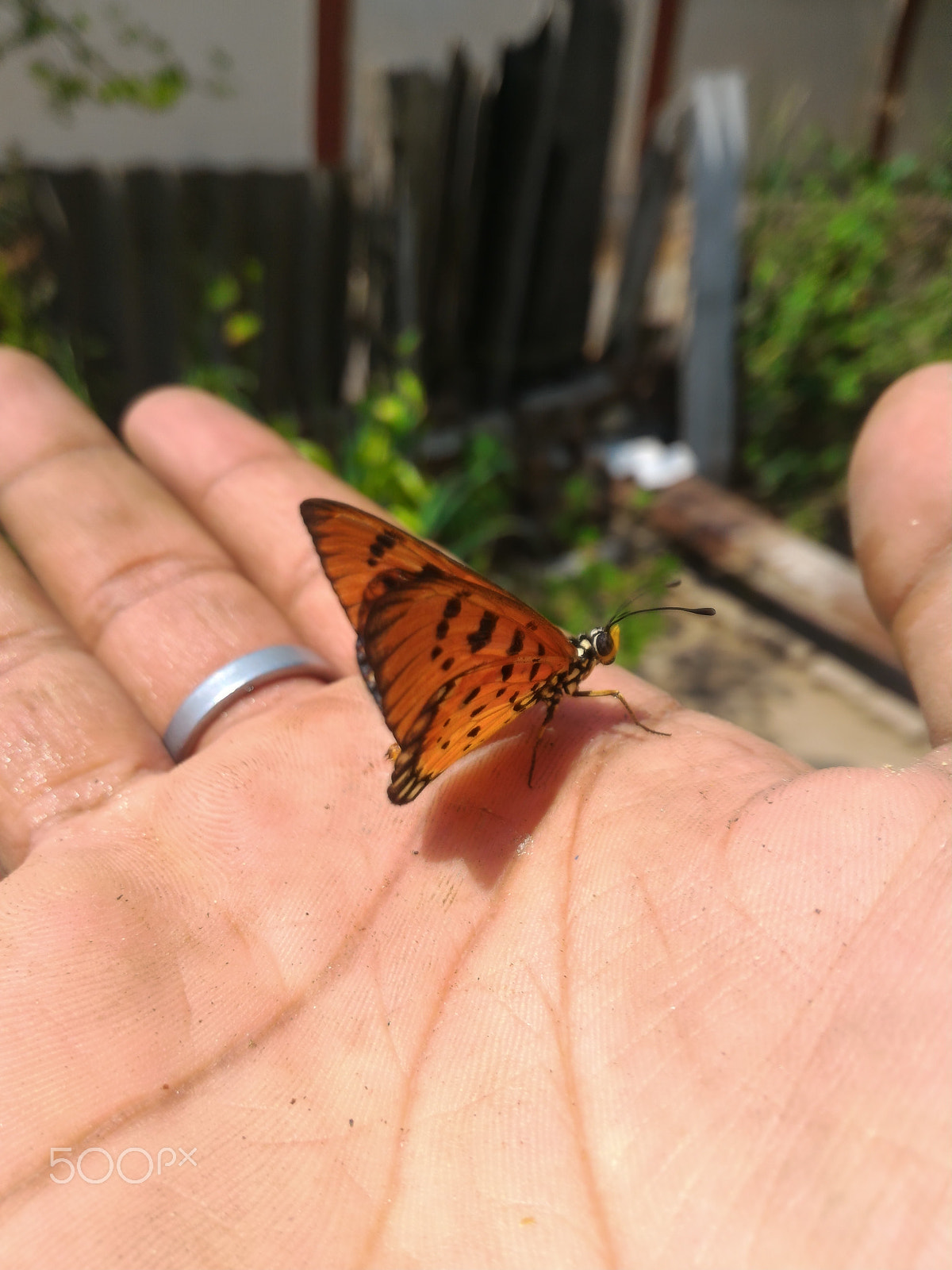 ASUS ZenFone 2 (ZE551ML) sample photo. Jpeg photography