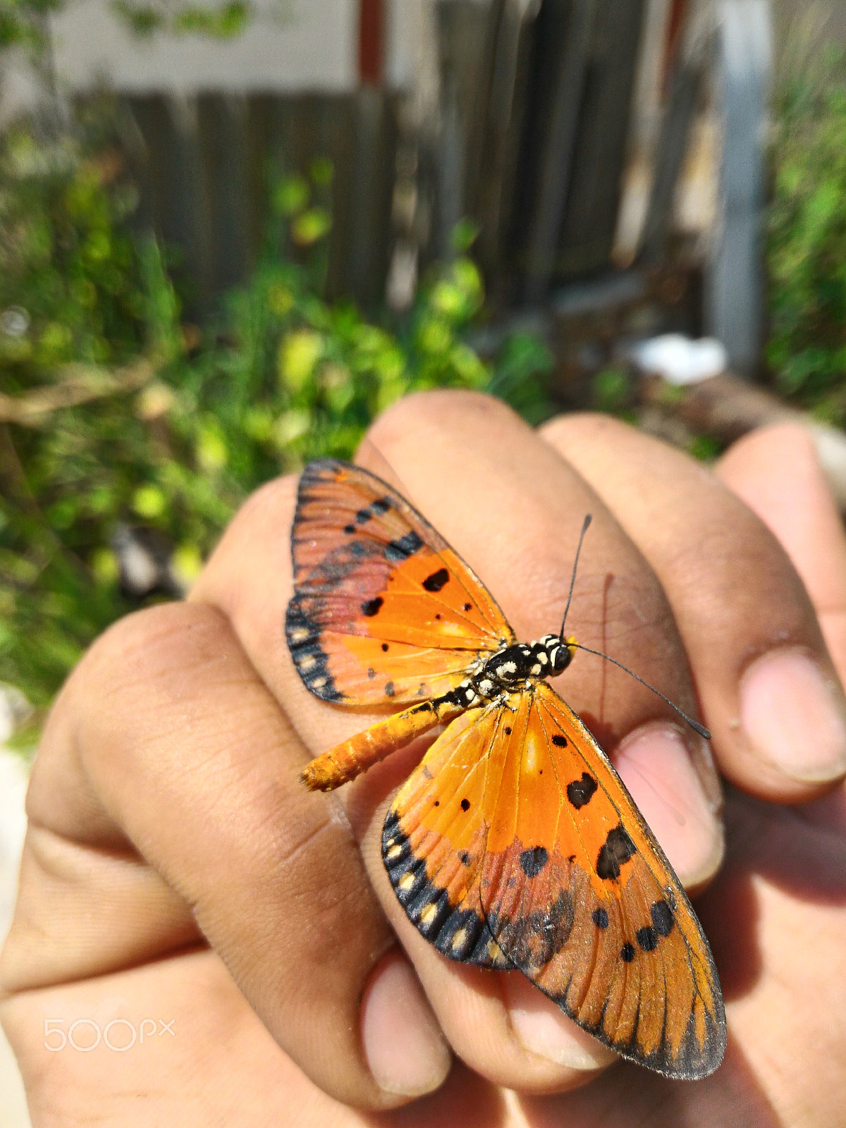 ASUS ZenFone 2 (ZE551ML) sample photo. Jpeg photography