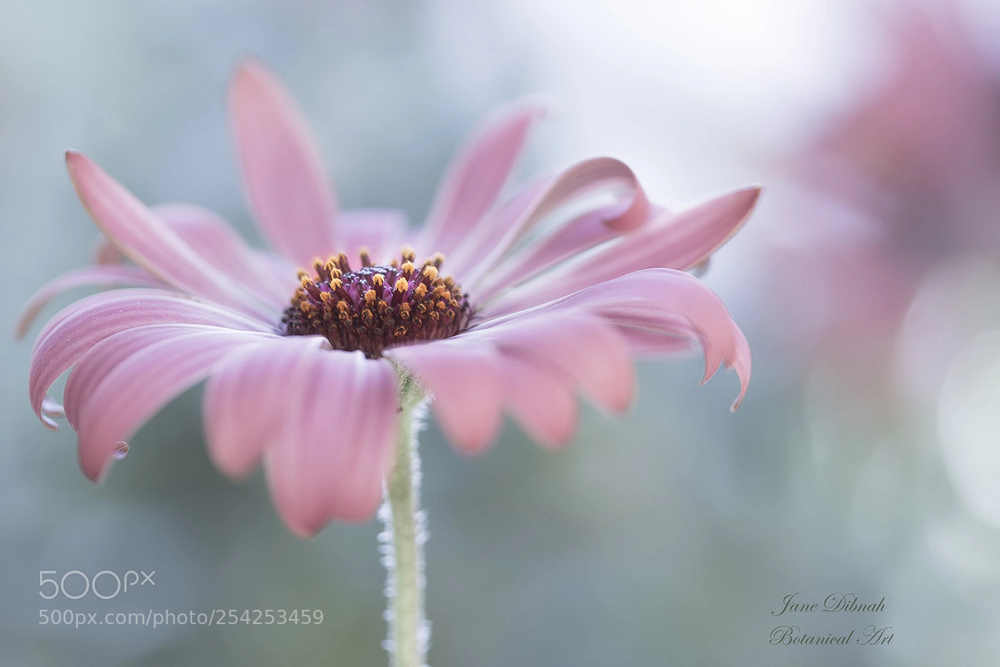 Canon EOS 7D Mark II sample photo. Cape daisy photography