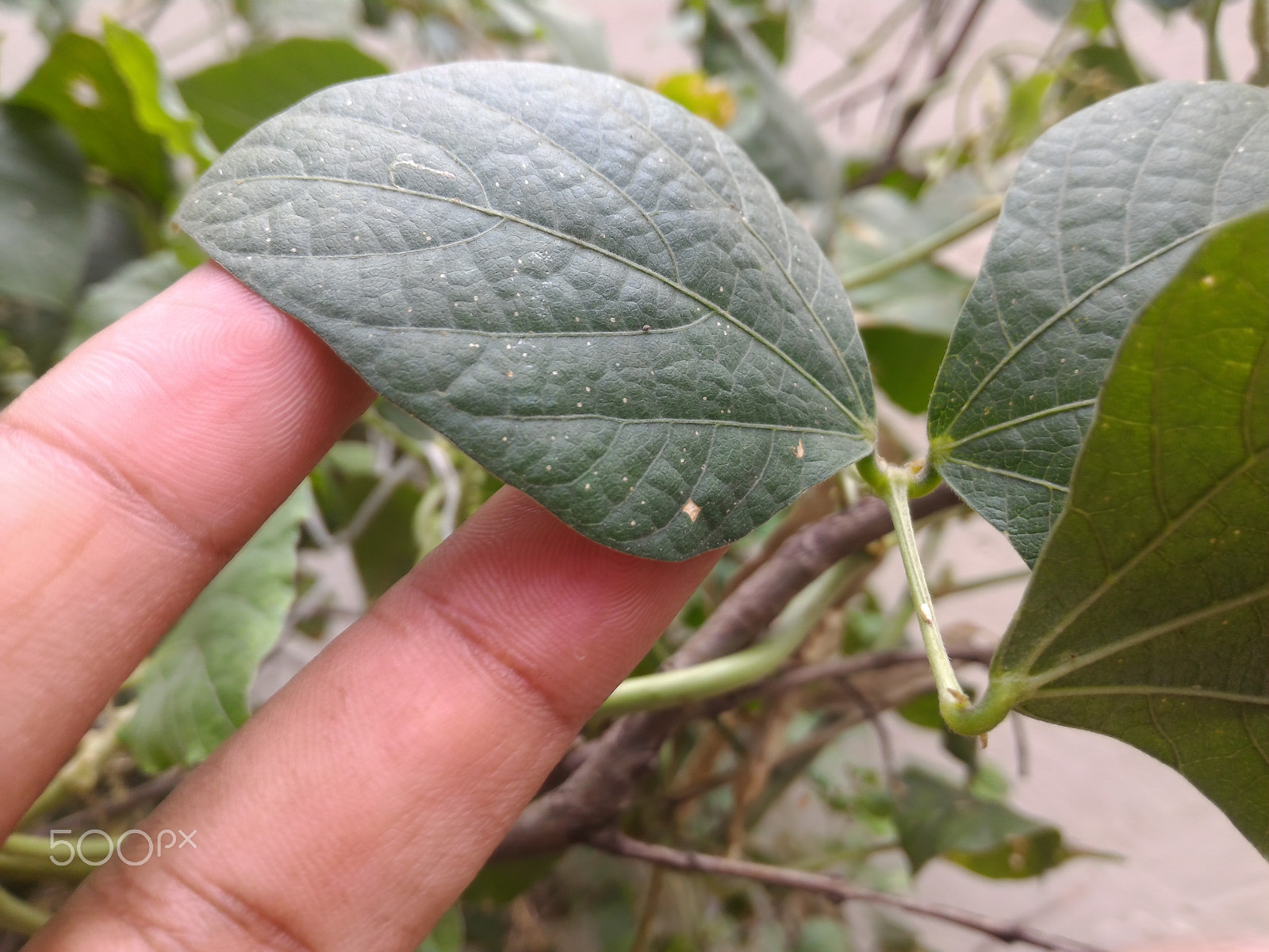 ASUS ZenFone 2 (ZE551ML) sample photo. Jpeg photography