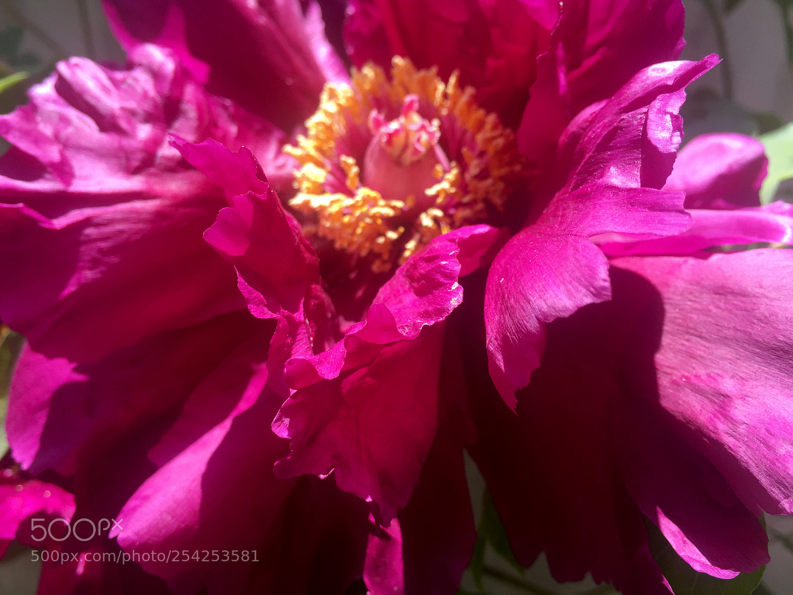 Apple iPhone 6 sample photo. Shot209 photography