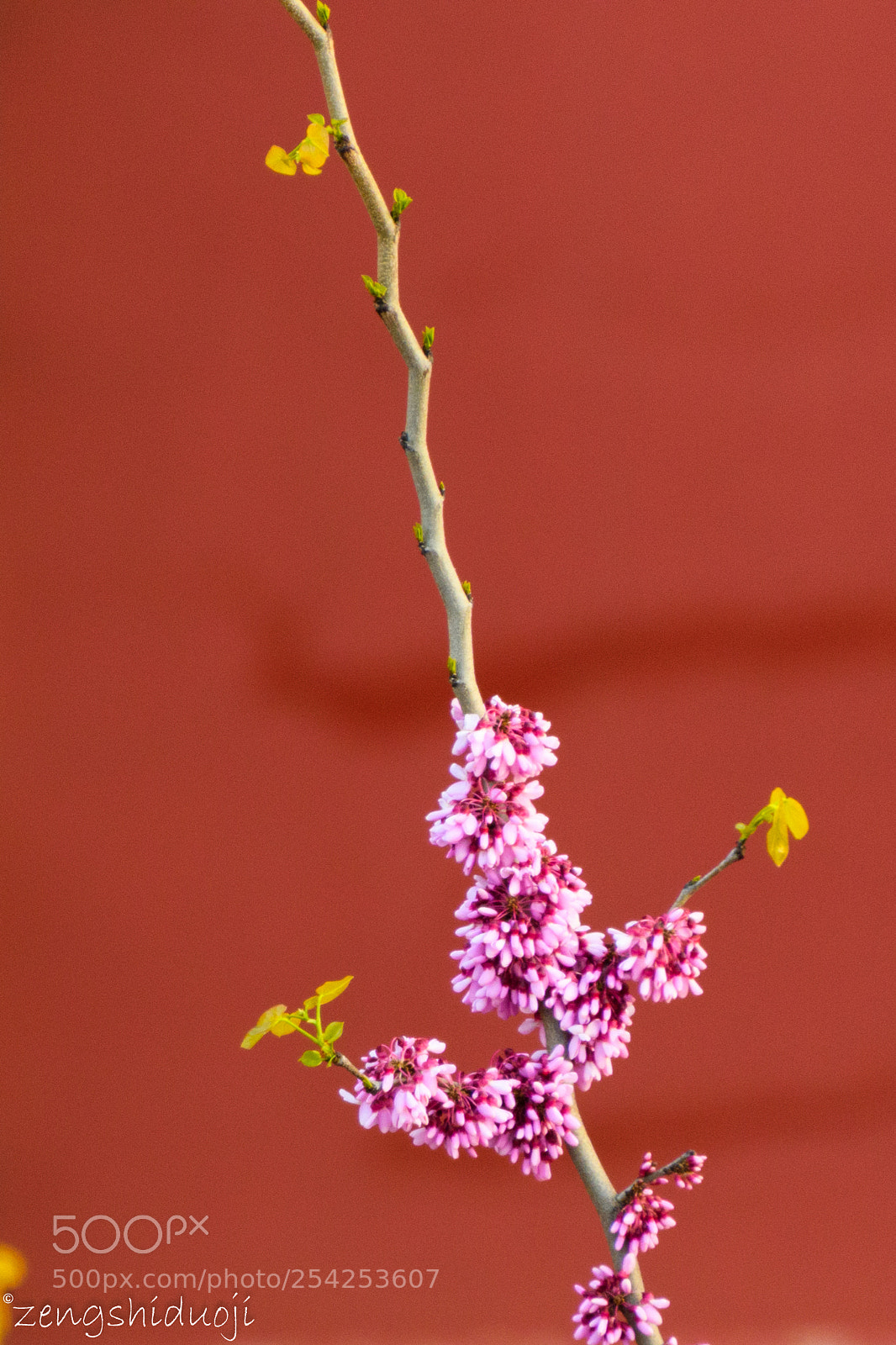 Nikon D500 sample photo. 顺杆爬 photography