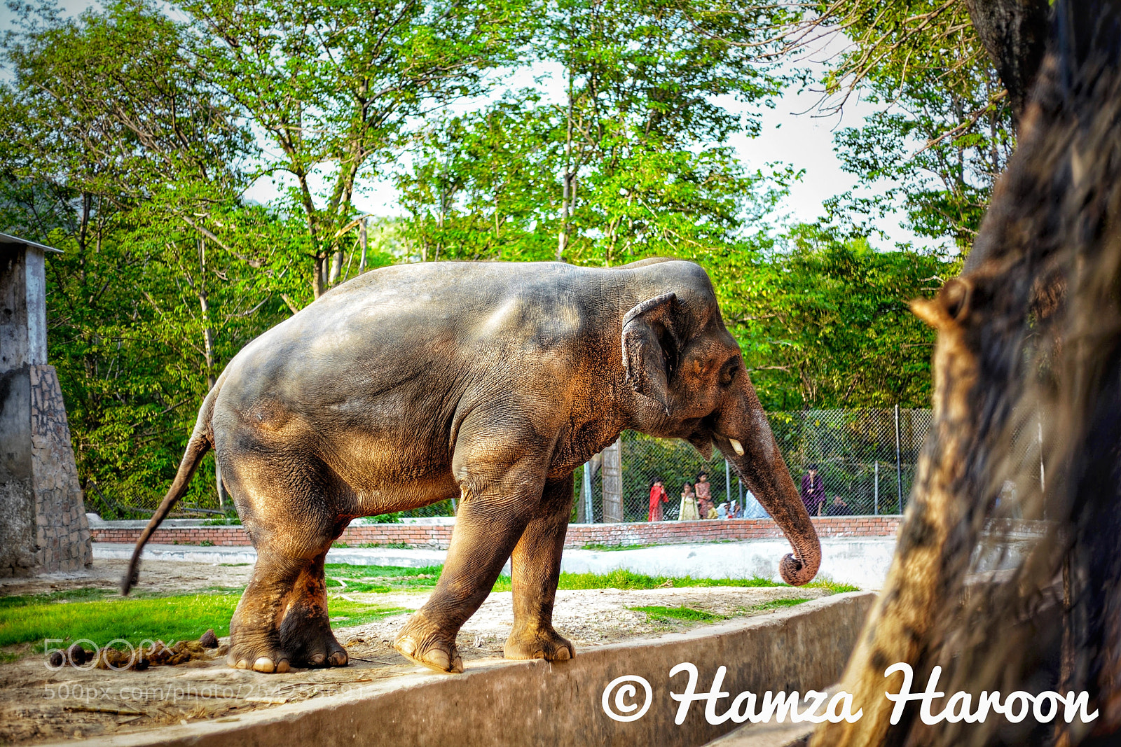 Canon EOS 5D Mark II sample photo. African elephant photography