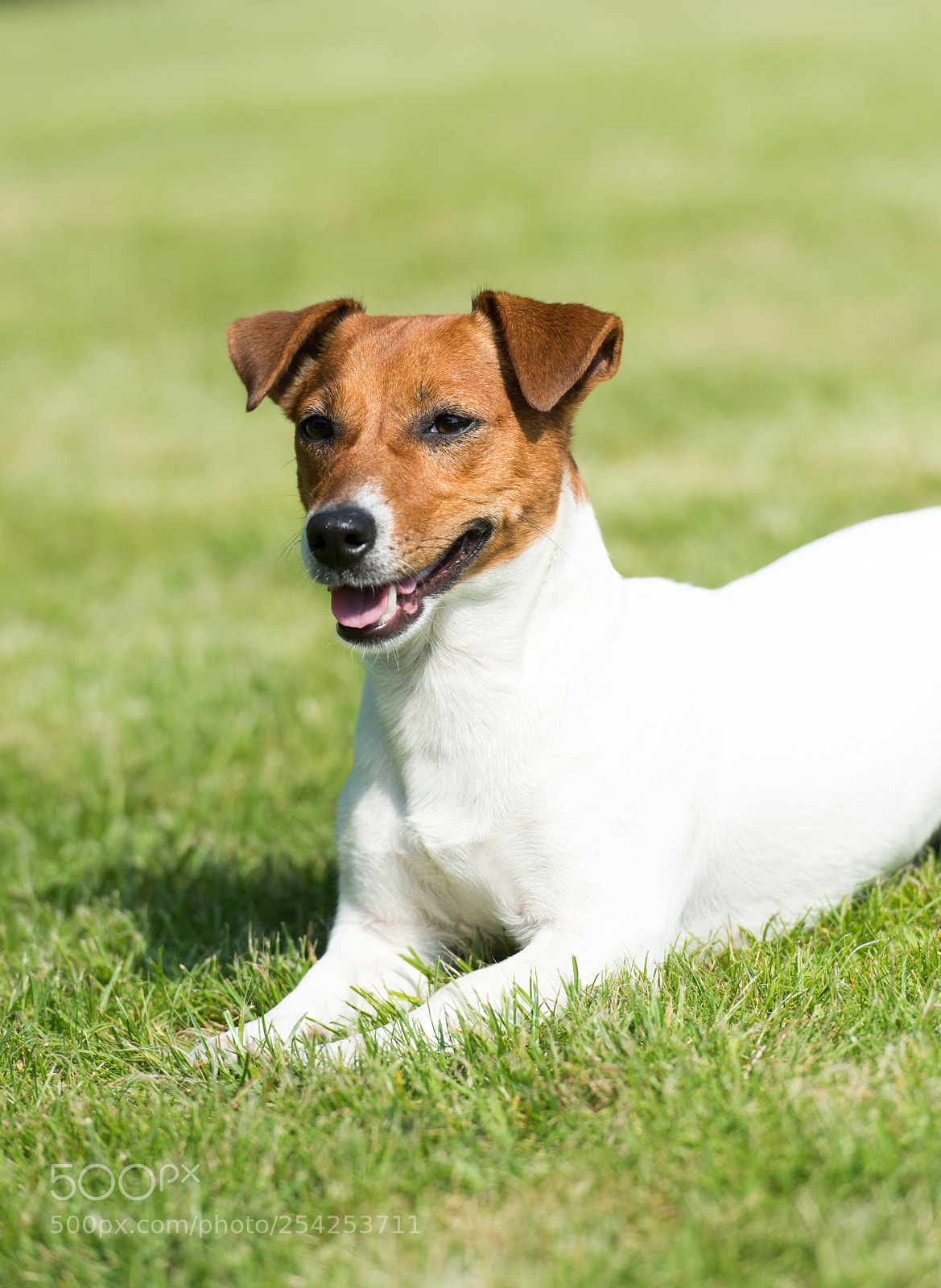 Nikon D800E sample photo. Dog photography
