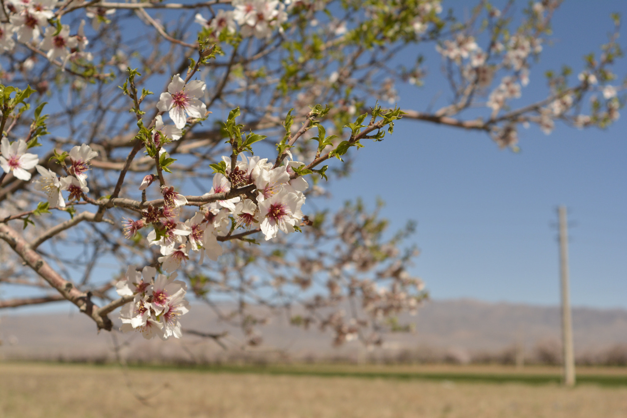 AF Zoom-Nikkor 28-100mm f/3.5-5.6G sample photo