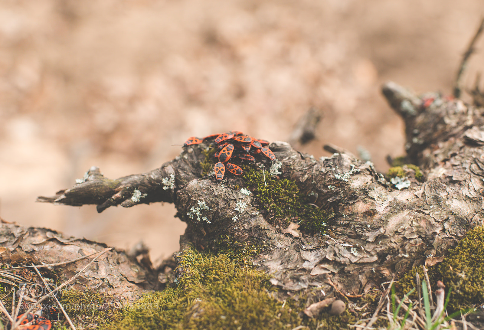 Nikon D800E sample photo. Spring in forest photography