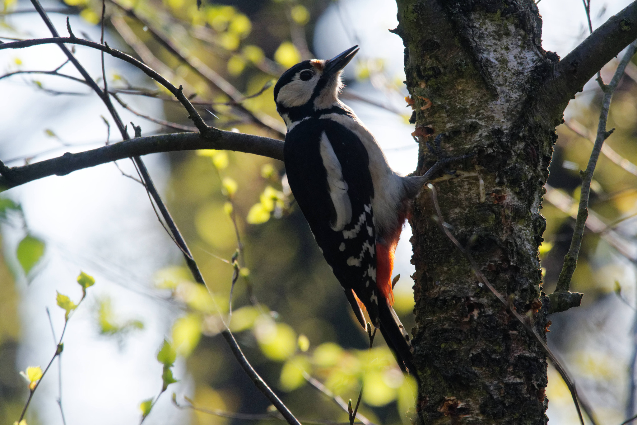 Nikon Nikkor AF-S 300mm F4E PF ED VR sample photo. Great spotted woodpecker photography