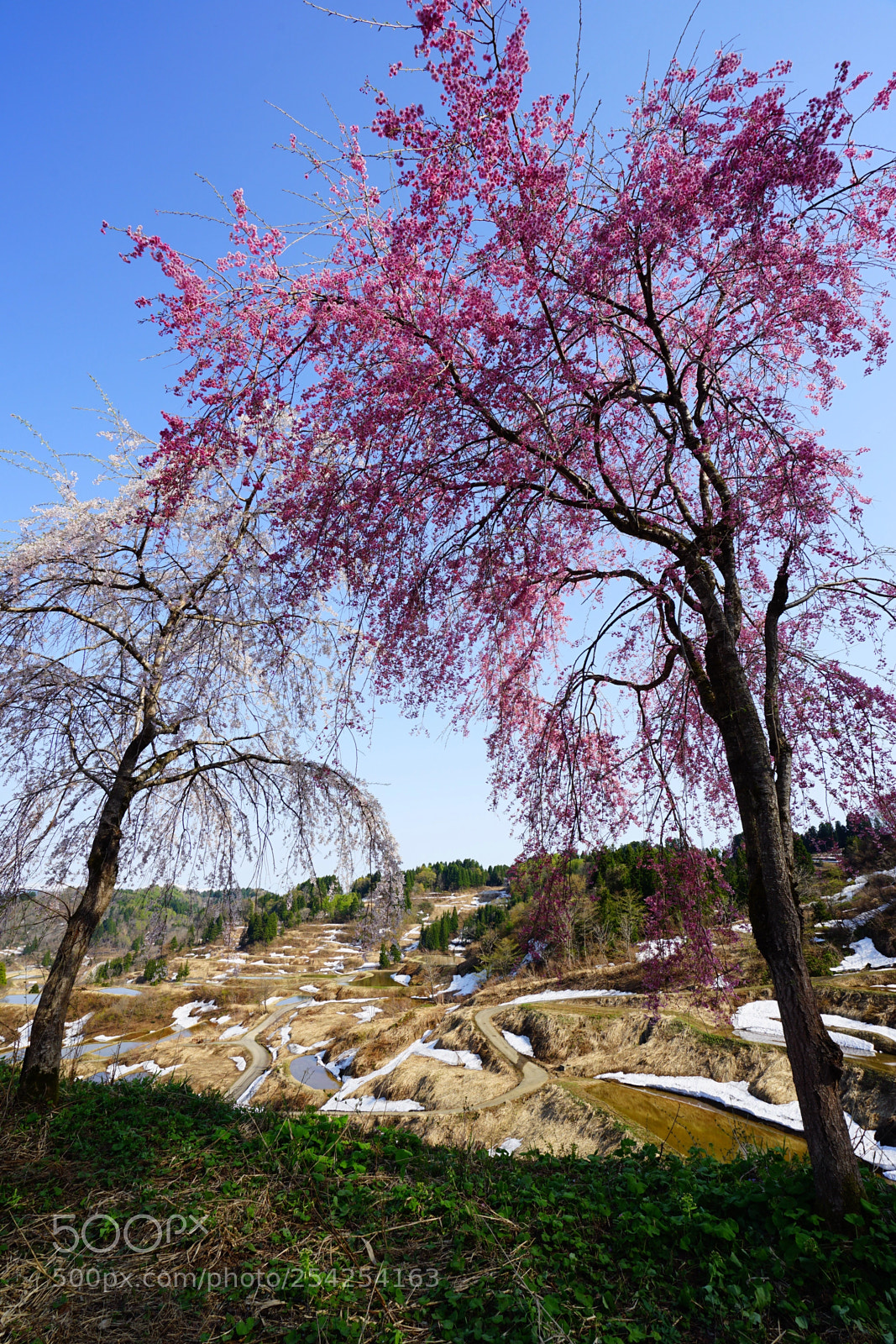 Sony a7 II sample photo. Cherry blossoms and rice photography