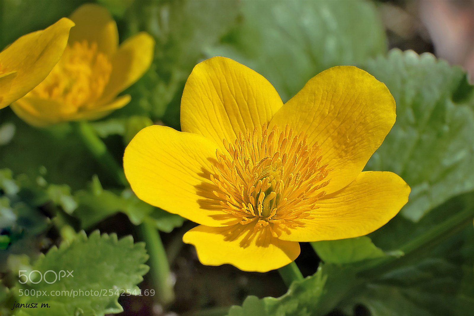 Fujifilm X-T10 sample photo. Marsh-marigold in the sun ... photography