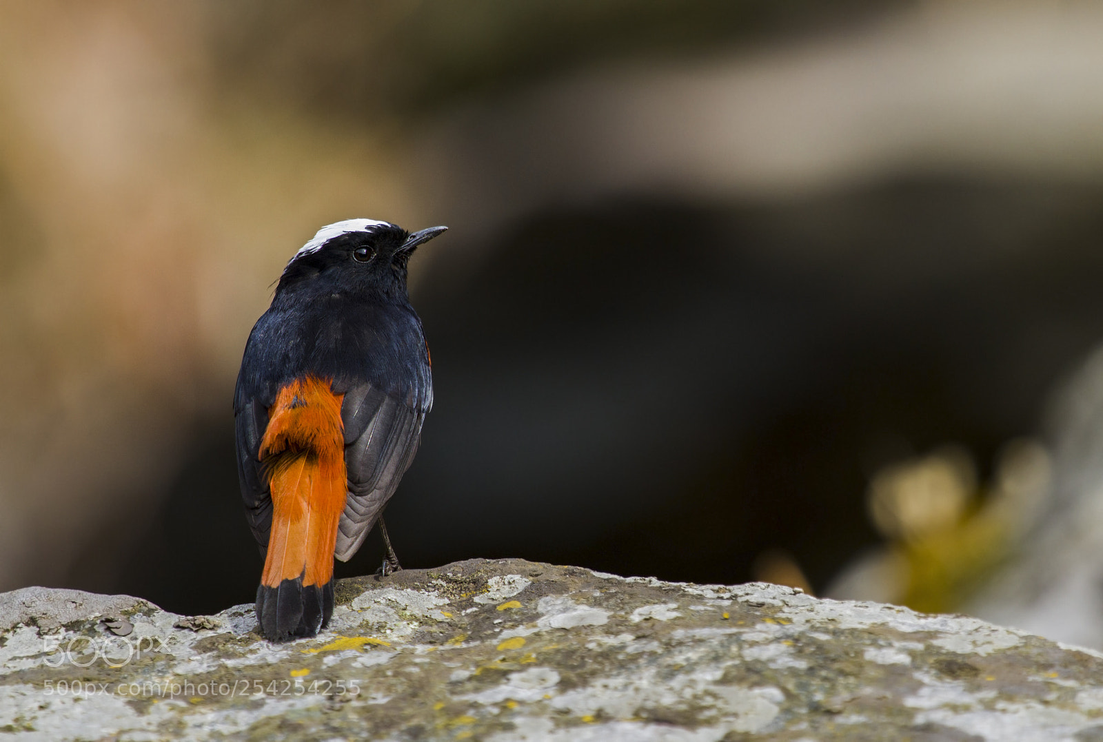 Canon EOS 7D sample photo. White-capped redstart photography