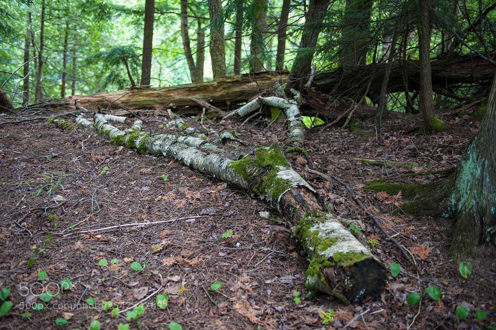 Nikon D700 sample photo. Fallen birch photography