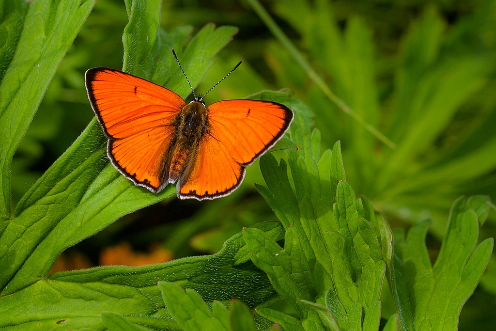 Olympus E-330 (EVOLT E-330) sample photo. Lycaena dispar (large copper) photography