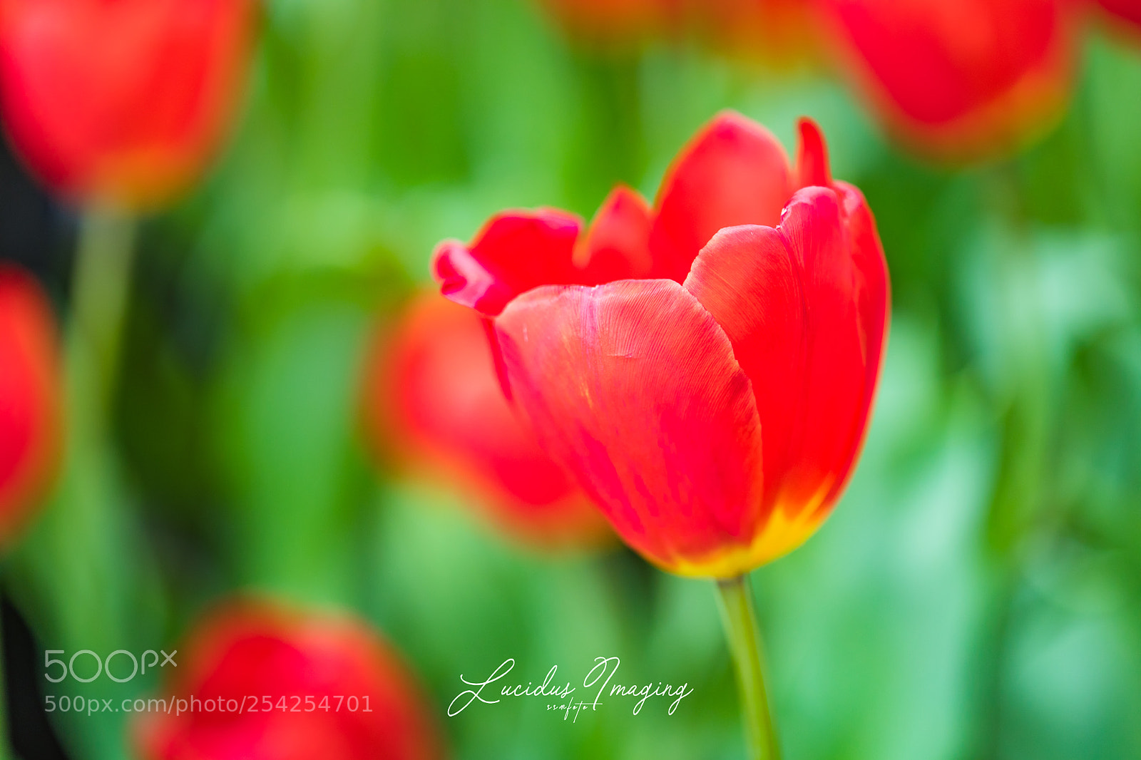 Canon EOS 5D Mark IV sample photo. Painterly tulip photography