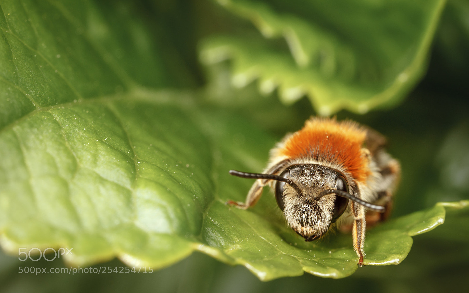 Canon EOS 5D Mark II sample photo. Mining bee photography