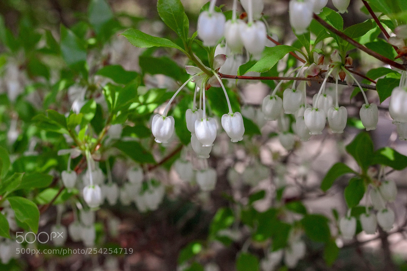 Canon EOS 600D (Rebel EOS T3i / EOS Kiss X5) sample photo. Enkianthus perulatus (dodan-tsutsuji) photography
