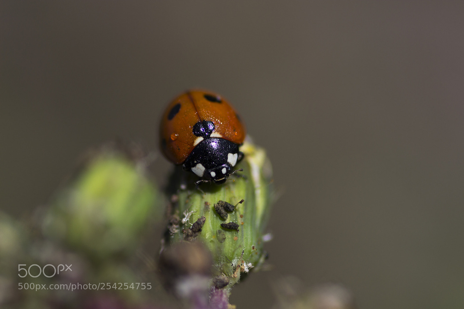 Canon EOS 600D (Rebel EOS T3i / EOS Kiss X5) sample photo. Ladybug.!! photography
