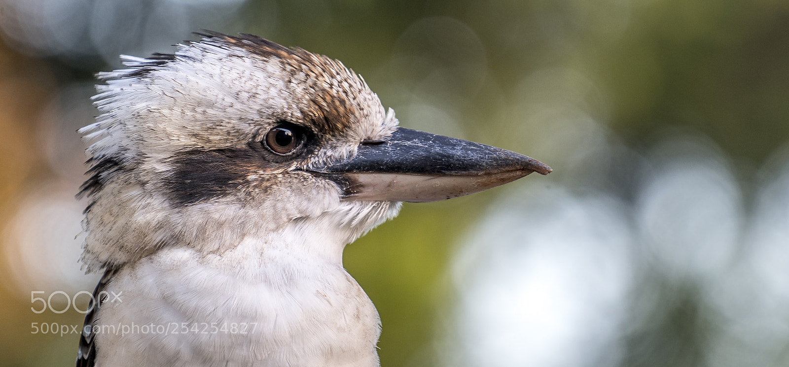 Sony a7R III sample photo. Kookaburra photography