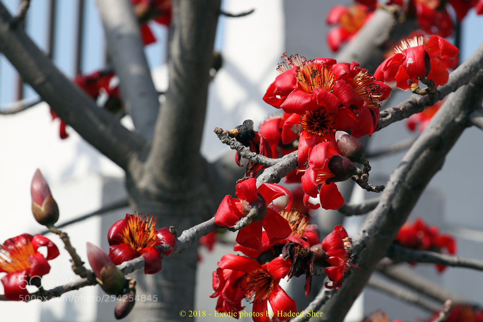 Canon EOS 500D (EOS Rebel T1i / EOS Kiss X3) sample photo. Colors of gik institute !! photography