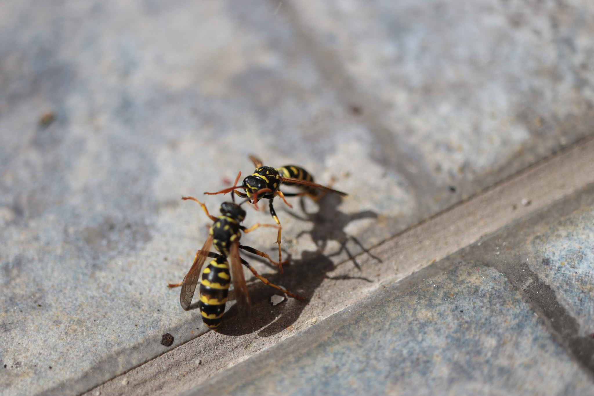 Canon EF-S 35mm F2.8 Macro IS STM sample photo. Milovice - czech republic photography