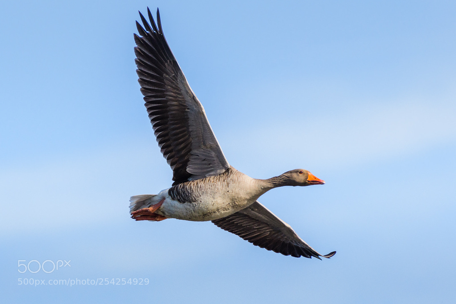 Nikon D500 sample photo. Grauwe gans (anser anser) photography