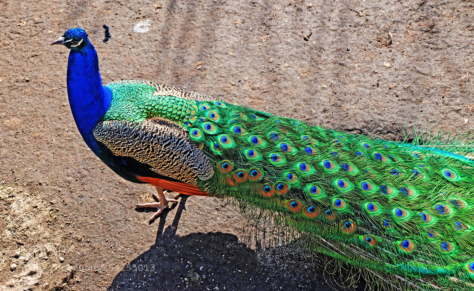 Fujifilm X-M1 sample photo. Peacock photography