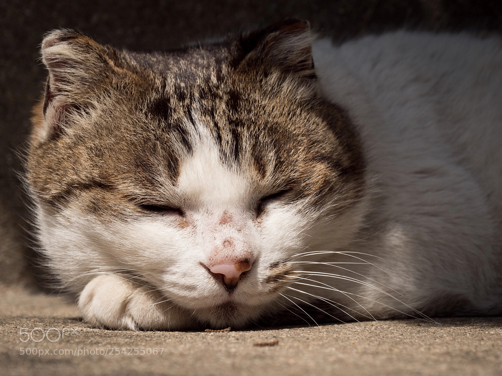 Panasonic Lumix DC-G9 sample photo. 잠자는 고양이 photography
