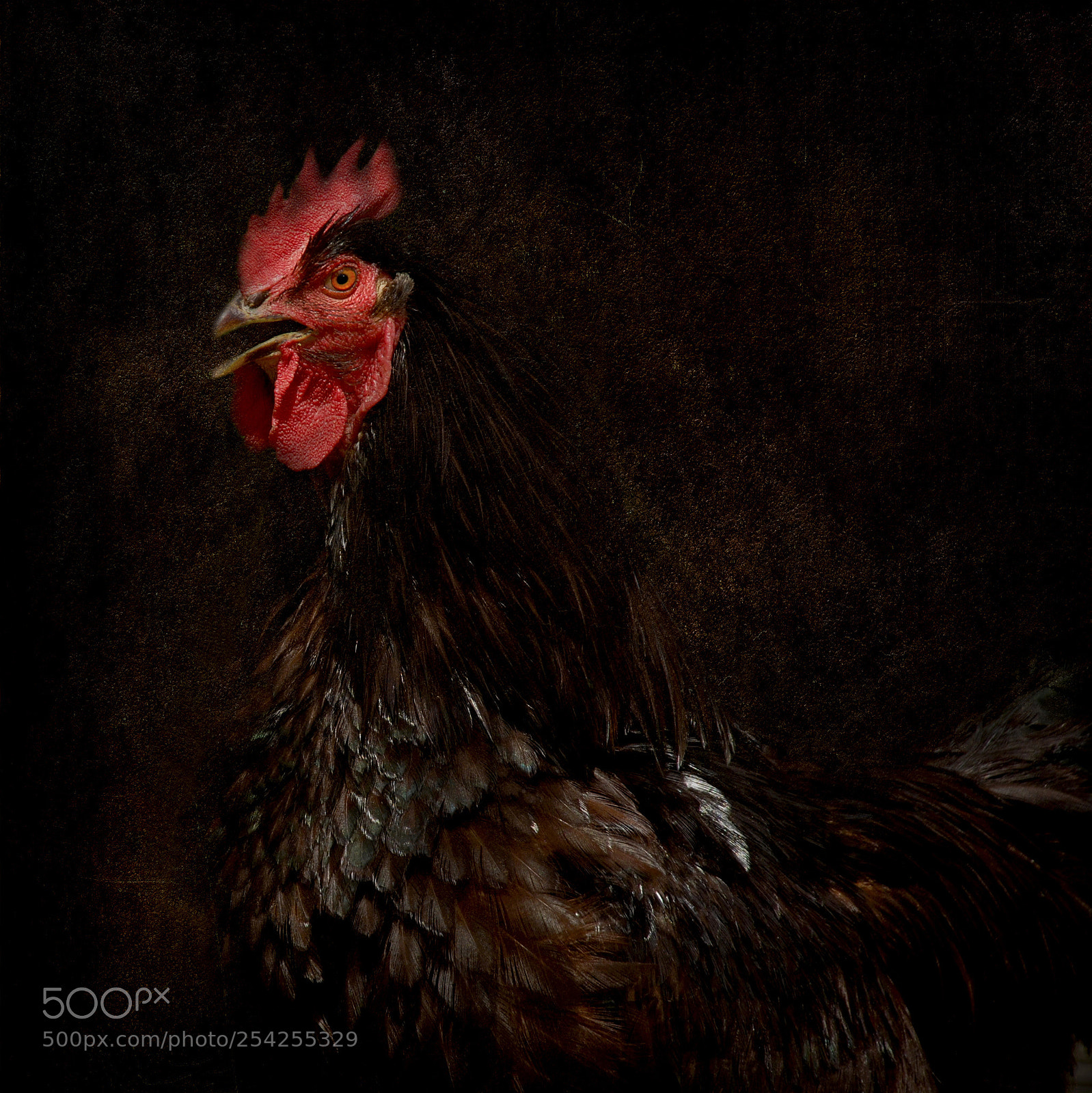 Nikon D80 sample photo. The proud rooster photography