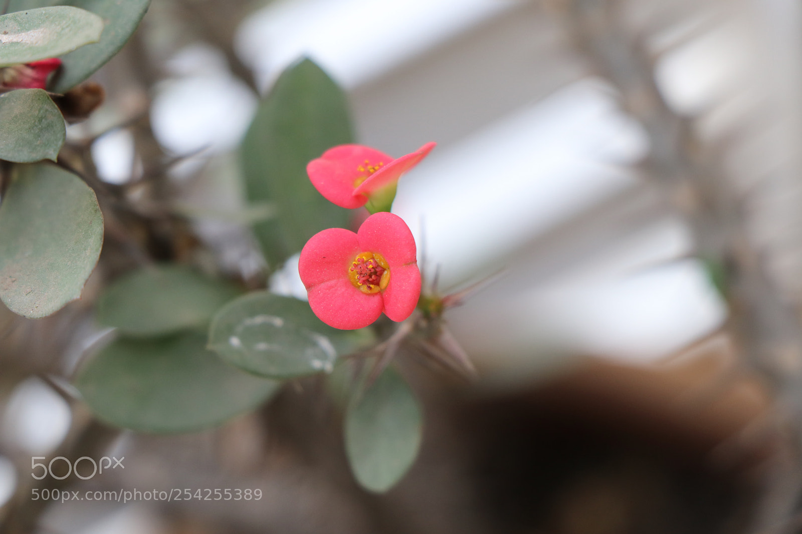 Canon EOS 80D sample photo. Img photography