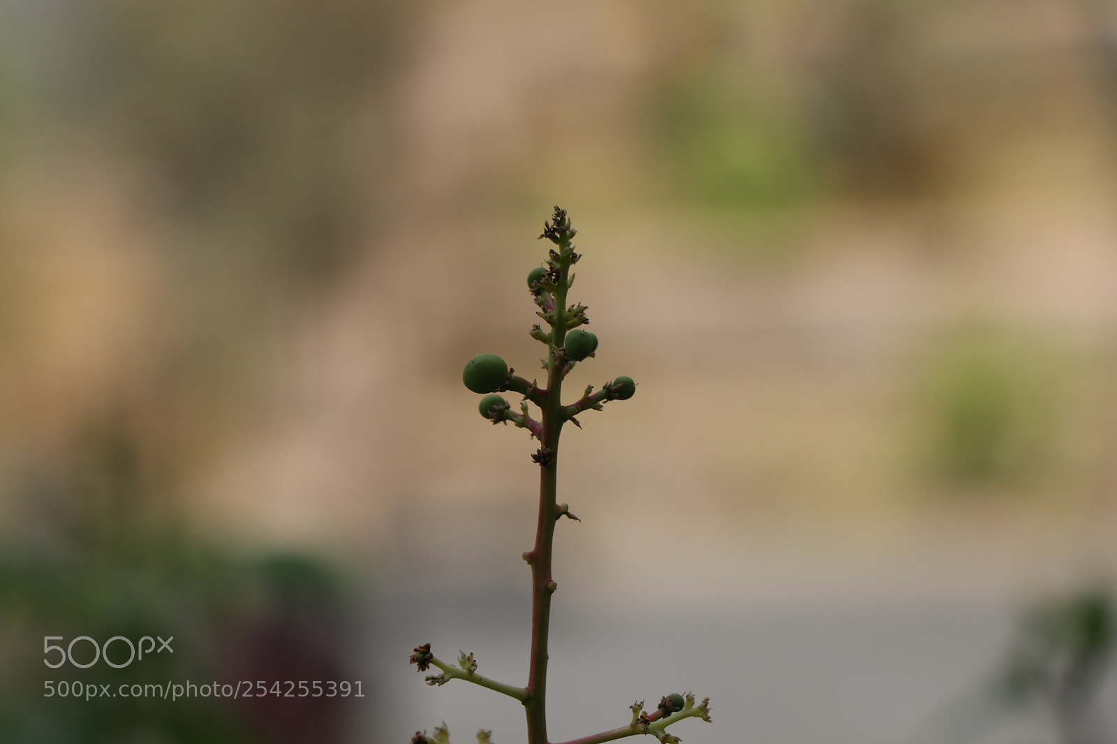 Canon EOS 80D sample photo. Img photography