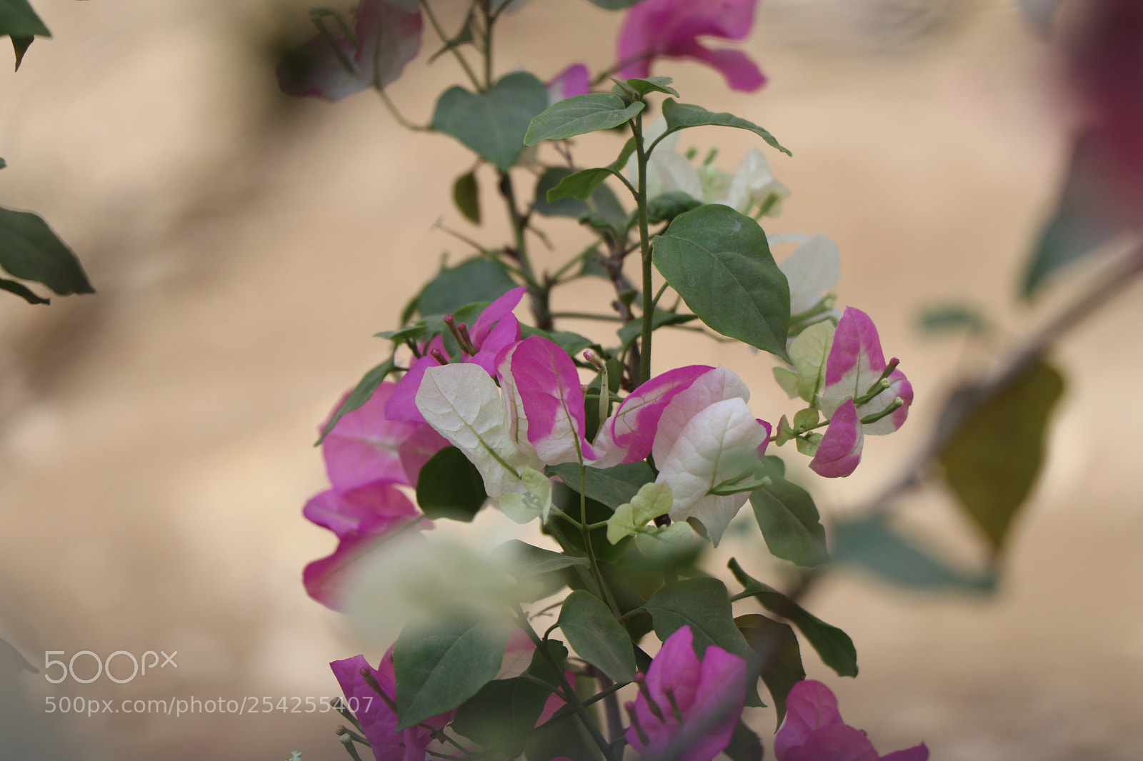 Canon EOS 80D sample photo. Img photography
