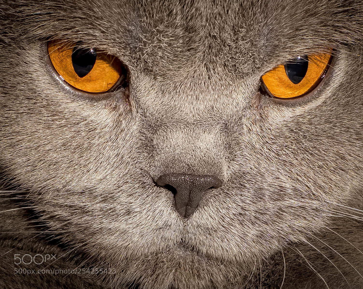 Fujifilm X-E3 sample photo. Daniel, the cat photography