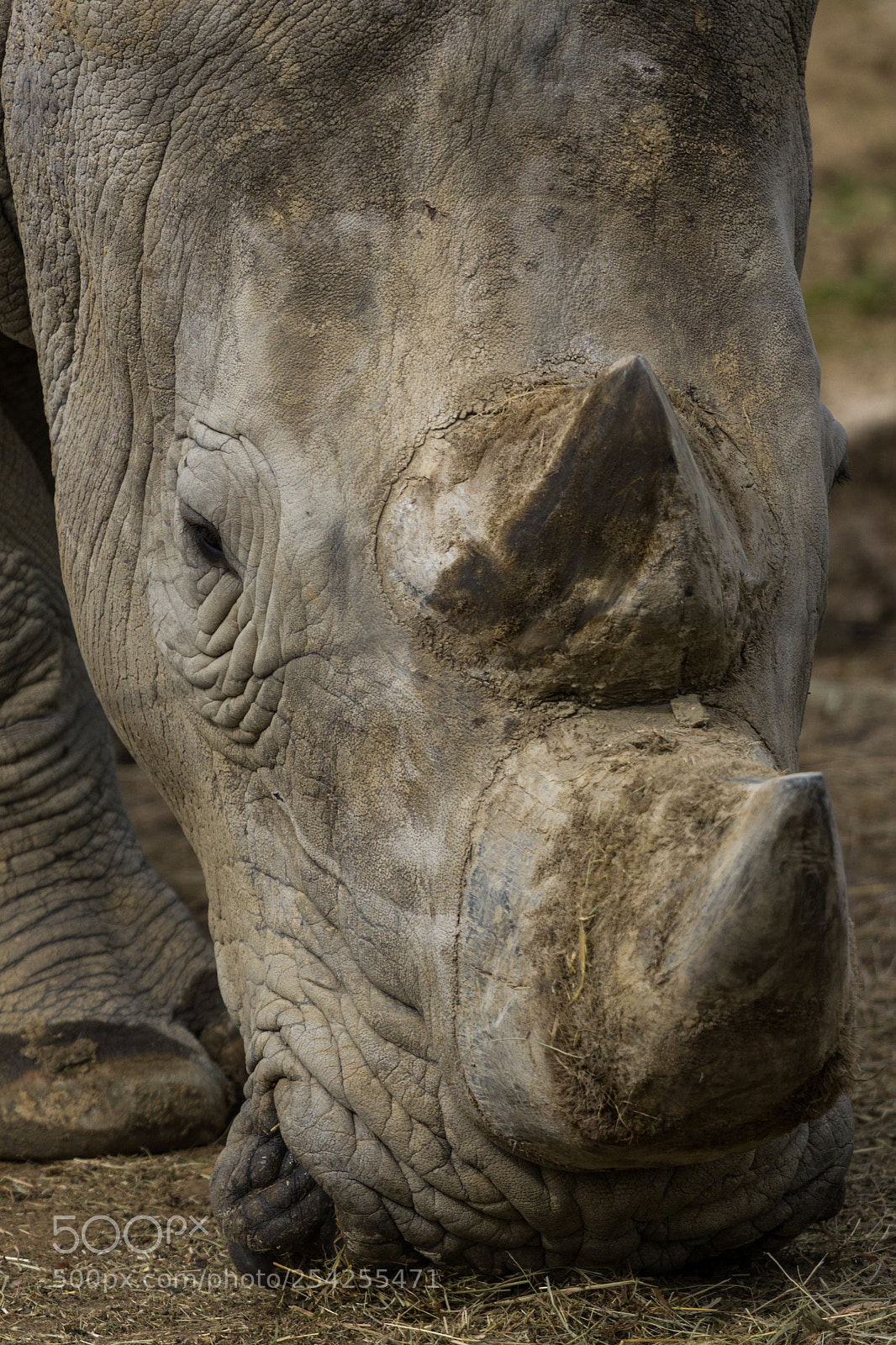 Canon EOS 550D (EOS Rebel T2i / EOS Kiss X4) sample photo. Vincennes - rhino in photography