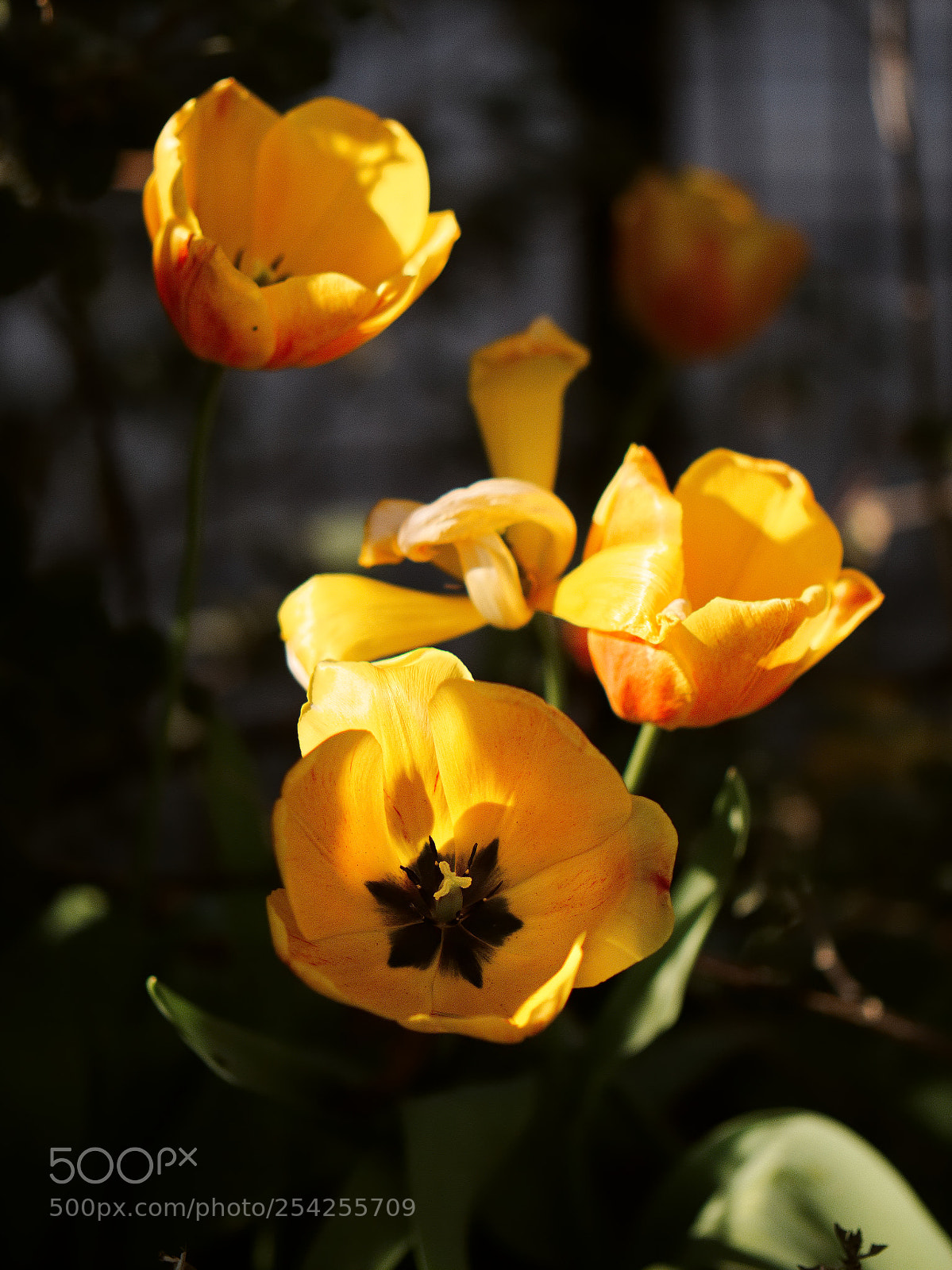 Panasonic Lumix DC-GH5 sample photo. *** photography