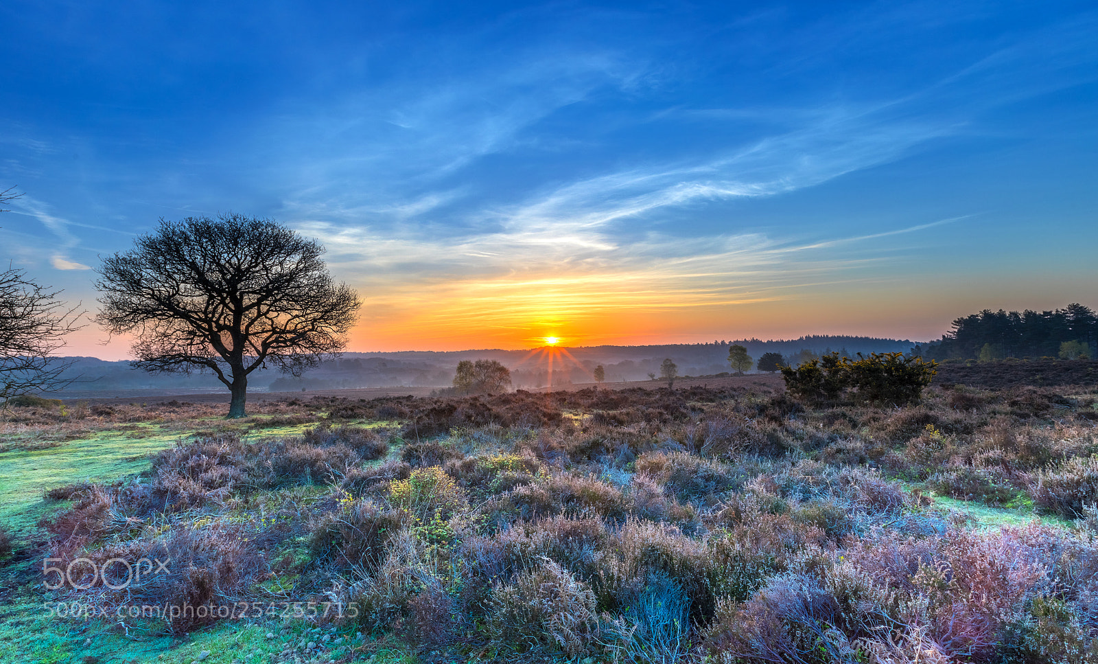Canon EOS 5D Mark IV sample photo. Forest sunrise photography