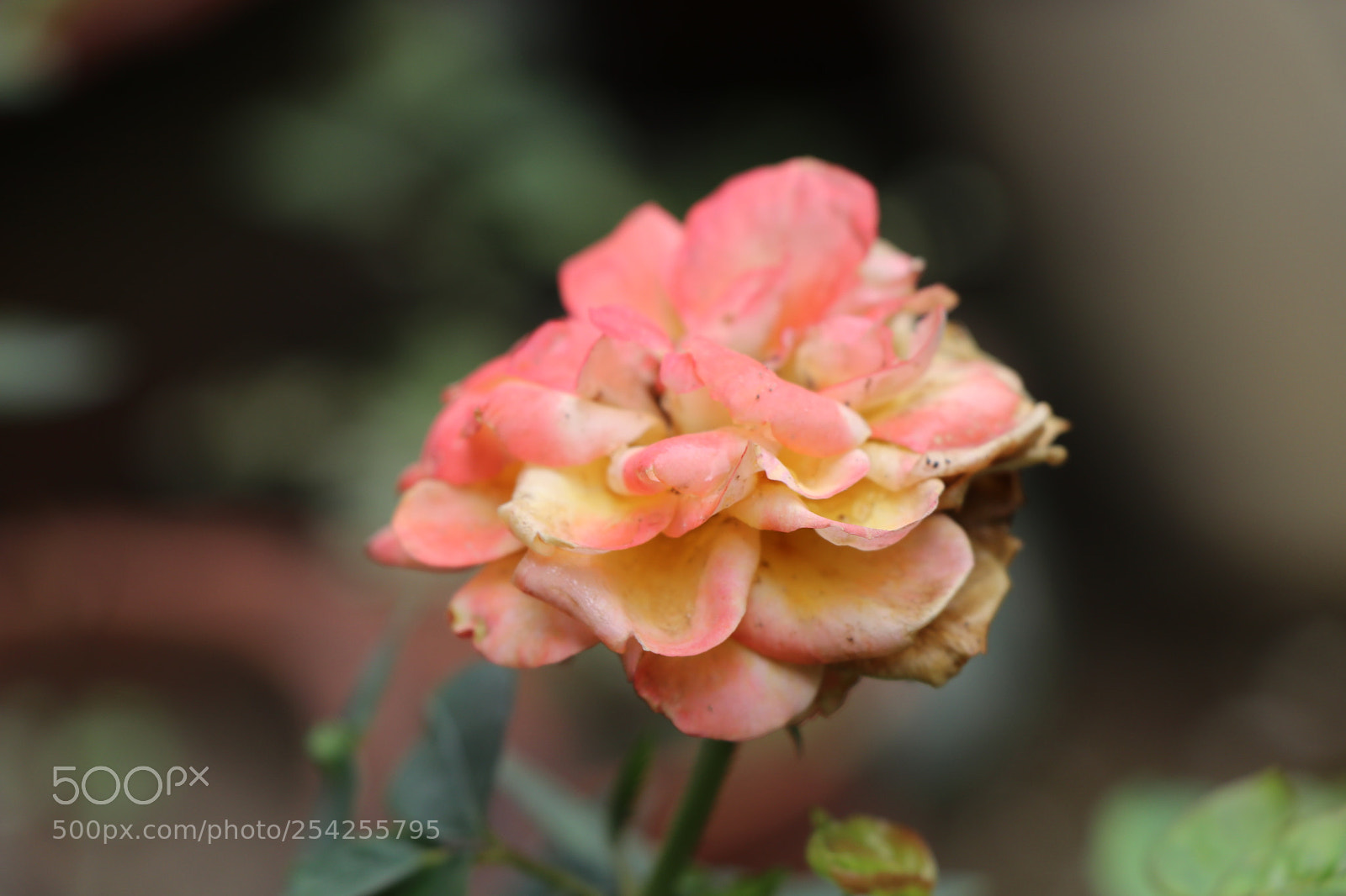 Canon EOS 80D sample photo. Img photography