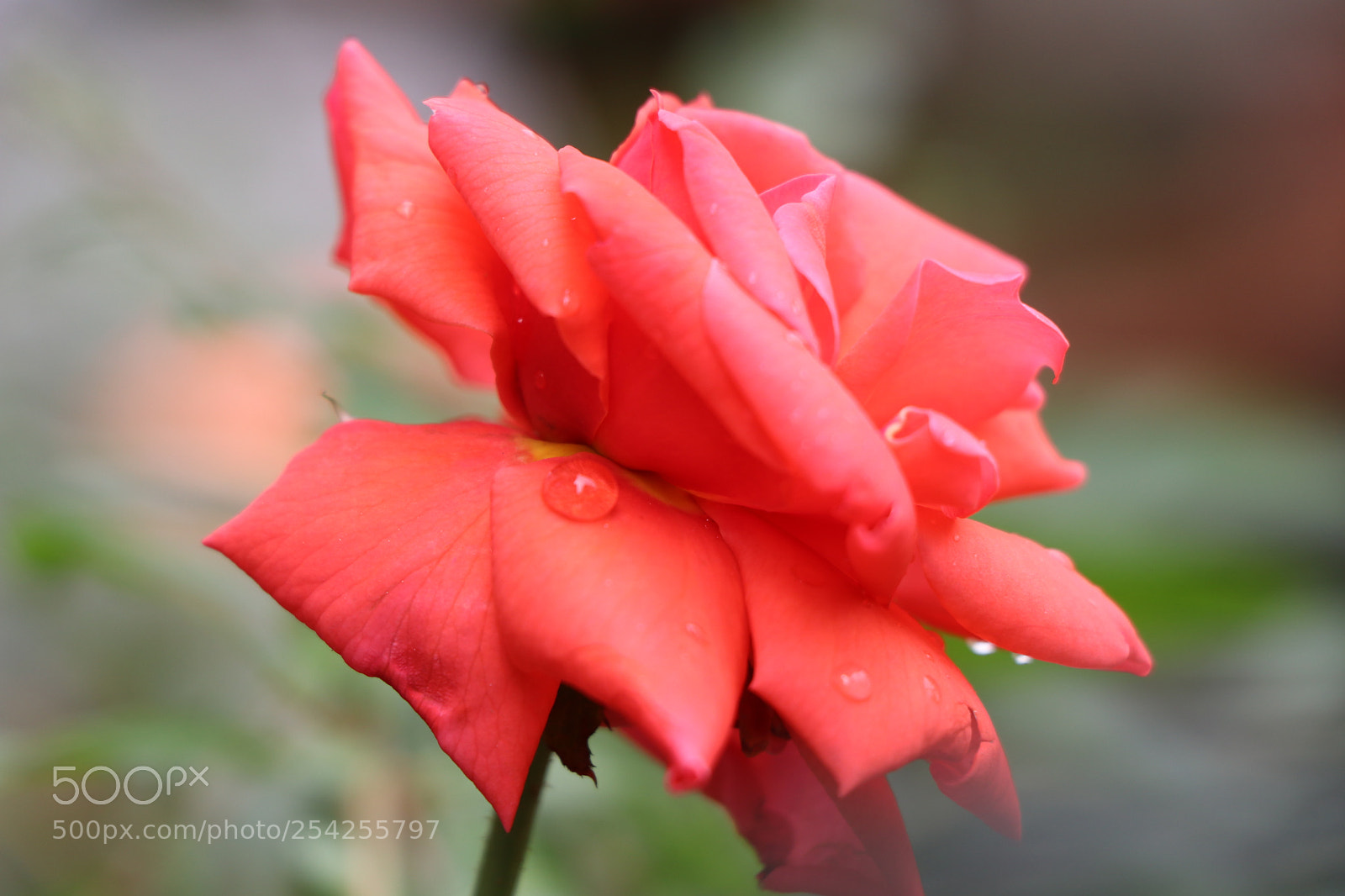 Canon EOS 80D sample photo. Img photography