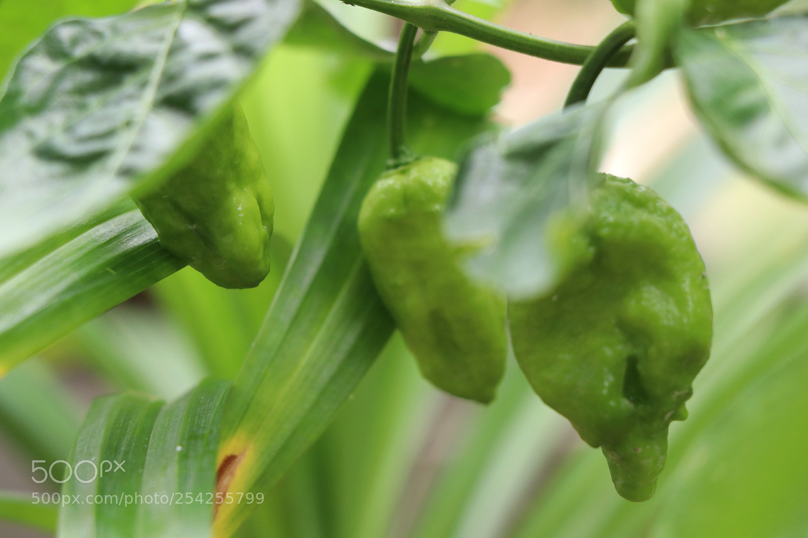Canon EOS 80D sample photo. Img photography
