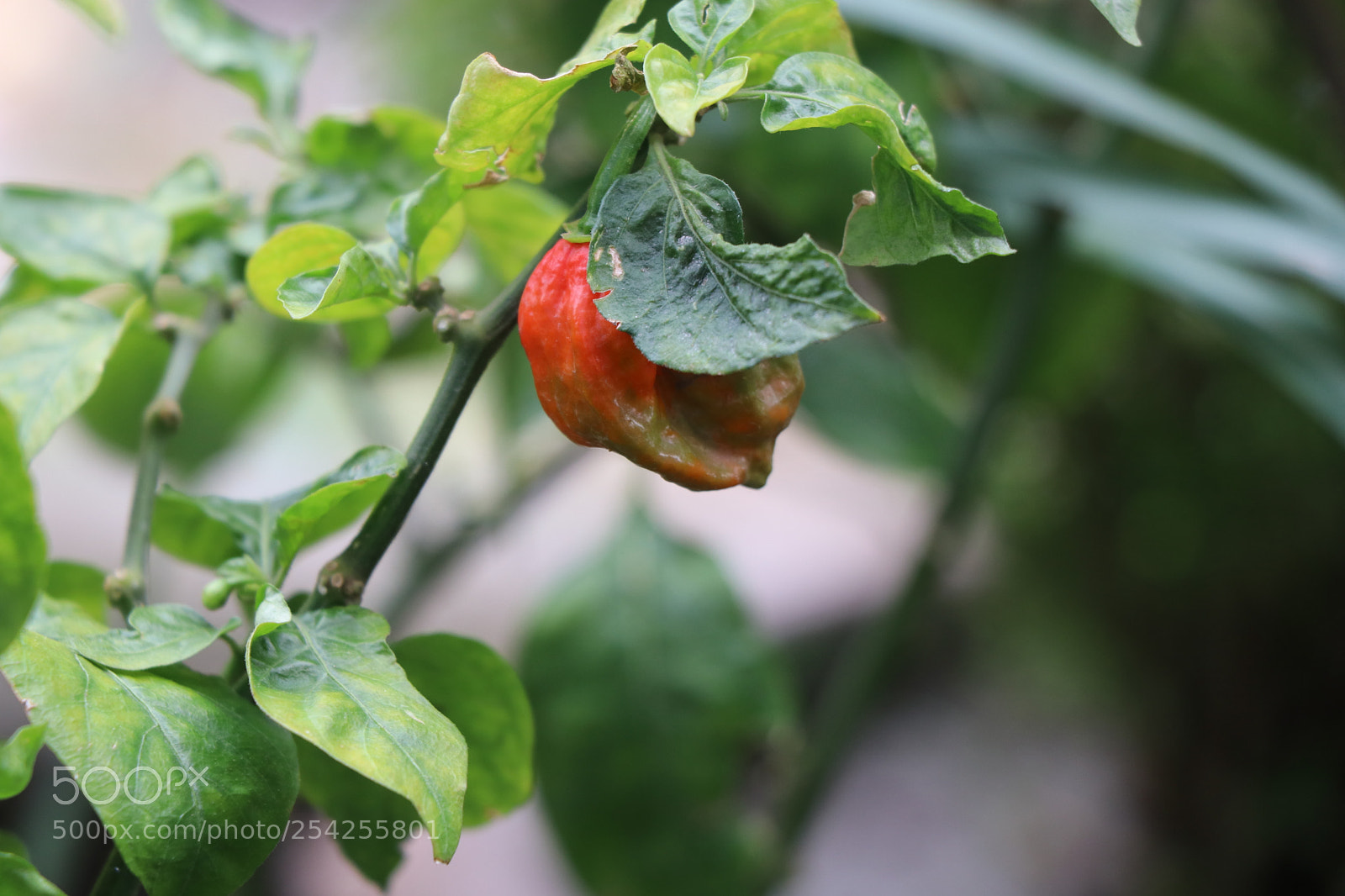 Canon EOS 80D sample photo. Img photography